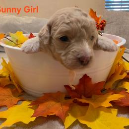 Sunny - Apricot female Goldendoodle puppy in Orange Park, Florida from Evergrace Farm Doodles