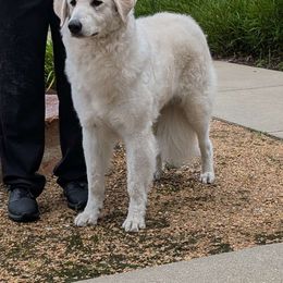Sara - Kuvasz