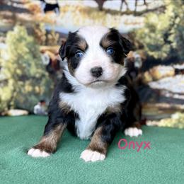 Onyx - Black tri female Miniature Australian Shepherd puppy in Chino Valley, Arizona from BlueZion Aussies