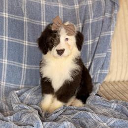 Hialeah - Brown and white female Aussiedoodle puppy in Sweetwater, Florida from Sandy Snout Doodles