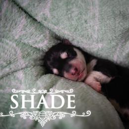 Shade - Black and white female Siberian Husky puppy in Greenville, North Carolina from Ivie Huskies