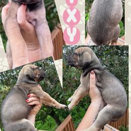 Vixey - Fawn female Great Dane puppy in Wellsville, New York from Prophecy Danes