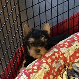 Thunder - male Yorkshire Terrier puppy in Homosassa, Florida from Pastime’s Yorkshire Terriers
