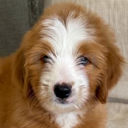 Strawberry - Red female Bernedoodle puppy in Gilbert, Arizona from 5280 Bernedoodles