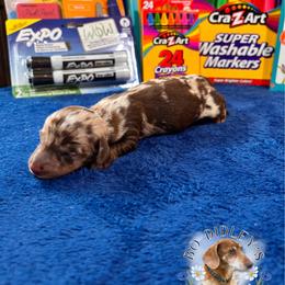 Binder - Chocolate and tan male Dachshund puppy in Clarksdale, Mississippi from Bo Didley's Doxies