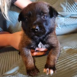 Ace the Mace - Red sable male Belgian Malinois puppy in Elizabethton, Tennessee from Forever Family K9
