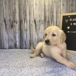 Golden Retriever Puppies from Hearth & Homestead