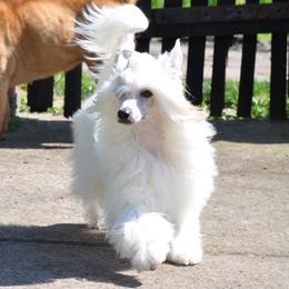 Sally - Chinese Crested