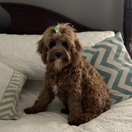 Ana - Cavapoo