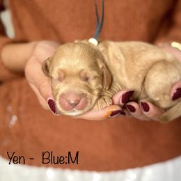 Yen - Apricot male Australian Labradoodle puppy in Morgan Hill, California from Loving Labradoodle