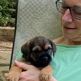 Border Terriers from BearFoot Border Terriers