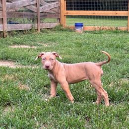 Paloma - Lilac female American Bully puppy in Virginia from Terminal Velocity Kennels LLC