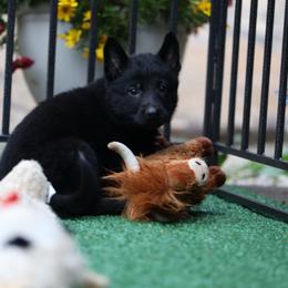 Witch - Black female German Shepherd puppy in Philippi, West Virginia from Vom Haus Highlands