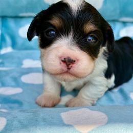 Frankie - Black and tan male Havanese puppy in Wappapello, Missouri from Titanium Havanese LLC