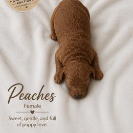 Peaches - Red  female Goldendoodle puppy in Mantachie, Mississippi from North MS Doodles Boutique