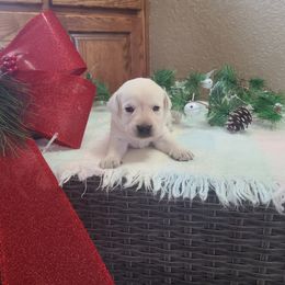 Orpha - Labrador Retriever puppy from Marlene's Labrador Retrievers