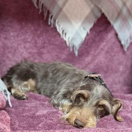 Hank - Dachshund
