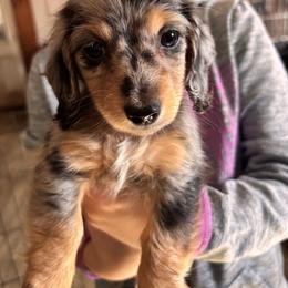 Mars Bar - Dapple male Dachshund puppy in Huntingdon, Pennsylvania from Indian Creek Springers and Doxies