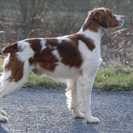 Brittanys and Russell Terriers from Falling Branch Terriers