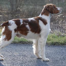 Brittanys and Russell Terriers from Falling Branch Terriers