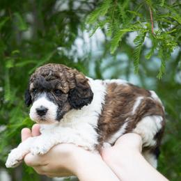Parti Sable Male - Parti male Poodle puppy in Jacksonville, Florida from Lolo’s Aussiedoodle