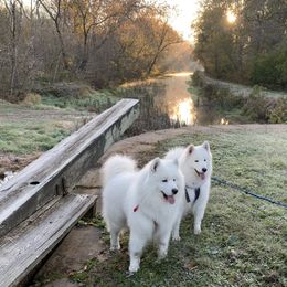 Samoyeds from Shasta Samoyeds