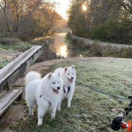 Samoyeds from Shasta Samoyeds