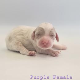 Purple Female - Red and white female Cockapoo puppy in Mocksville, North Carolina from Hunting Creek Farm & Kennel