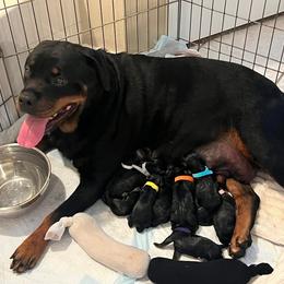 Rottweiler Puppies from Von Ratermann Rottweilers