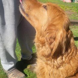 Ruby - Golden Retriever