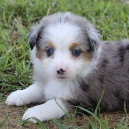 Aussiedoodles, Miniature Australian Shepherds, Poodles, and Toy Australian Shepherds from Blasted River Aussies and Poodles