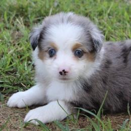 Aussiedoodles, Miniature Australian Shepherds, Poodles, and Toy Australian Shepherds from Blasted River Aussies and Poodles