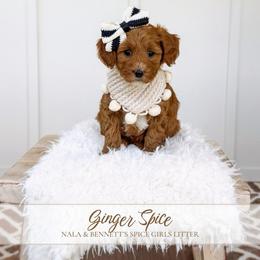 GINGER SPICE - SPICE GIRLS LITTER - Red  female Goldendoodle puppy in Bell Buckle, Tennessee from Precious Puptown Doodles