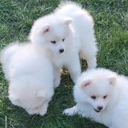 American Eskimo Dog puppies from Turks Eskis