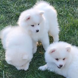 American Eskimo Dog puppies from Turks Eskis