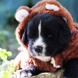Cerberus - Black male Newfoundland puppy in Madison, Wisconsin from Riddle Family Newfoundland