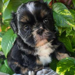 PUPPY 1 - Black and tan male Shih Tzu puppy in Lone Oak, Texas from PDF Kennels