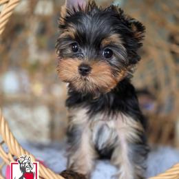 Eloise Bridgerton - Black and tan female Yorkshire Terrier puppy in California from Corazon de gigante