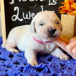 Moon - Light golden female Golden Retriever puppy in Doniphan, Missouri from Stockford’s Golden Retrievers