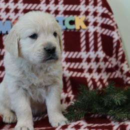 Maverick - Light golden male Golden Retriever puppy in Fredericksburg, Ohio from Golden family companion's