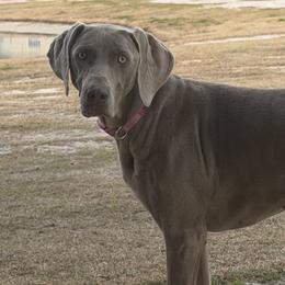 Weimaraners from Silver Magnolia Weimaraners
