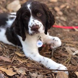 English Springer Spaniel Puppies from South Fork Springers