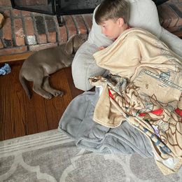 Dilute Retriever Puppies from Royalty Retrievers