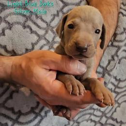 Lt. BLUE Collar - Silver gray male Weimaraner puppy in Indiana from So-IN Weimaraner's