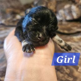 Raven - Black and tan female Chihuahua puppy in Bethlehem, Pennsylvania from Steel City Exotics