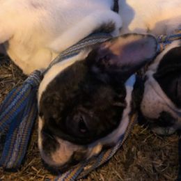 French Bulldogs from Márquez Ranch
