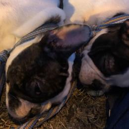 French Bulldogs from Márquez Ranch