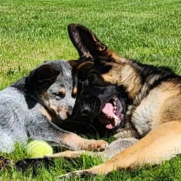 German Shepherd Puppies from Breton gsd