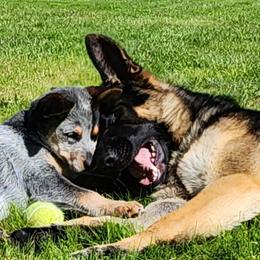 German Shepherd Puppies from Breton gsd