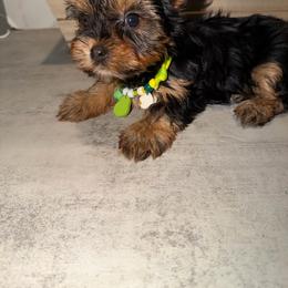 TAZA - Black and gold male Yorkshire Terrier puppy in Maple Heights, Ohio from Yorkiesllc
